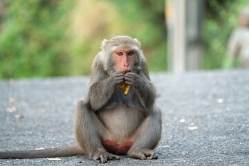 Formosan macaque, Formosan rock monkey also named Taiwanese macaque in the wild.