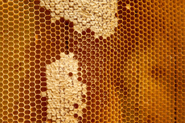 Fresh honey in cells as background. Close up view of honeycomb with sweet honey..