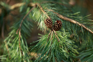 Fototapeta premium pine branch close-up