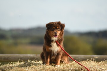 Chien de race berger australien 