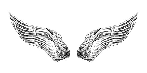 Wings drawn in black ink. The texture of the brush and paint. Engraving style