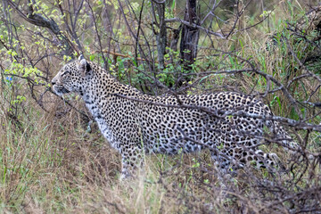 A young leopard (Panthera pardus) in woodland in the Timbavati, South Africa