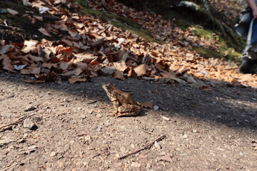 Plitvicer Seen, Kroatien