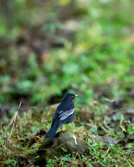 grey winged blackbird or Turdus boulboul bird closeup in natural green background foothills of himalayas at manila forest of uttarakhand india asia