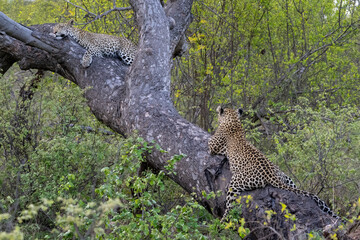 Fototapeta na wymiar A mother and cub leopards (Panthera pardus) in a tree in the Timbavati, South Africa