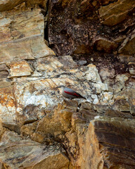 Wallcreeper or Tichodroma muraria a passerine bird on hill or mountains of foothills of himalayas uttarakhand india asia