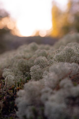 Moss Yagel in the forest against the background of dawn. Close-up. Macro photography. Selective focus.