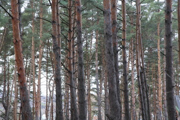 Crowns of coniferous trees