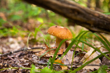 Boletus mushroom in the wild. Porcini mushroom grows on the forest floor at autumn season..