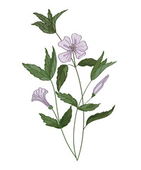 Wild medicinal flowers and herbs. Botanical hand drawn vector illustration. Blooming flora.