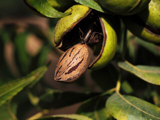 Ripe pecan on the tree