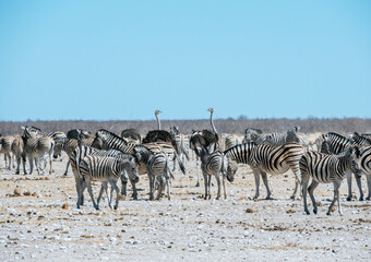 Fototapeta na wymiar Herd of Zebras at Etosha National Park