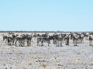 Large herd of Zebras at Etosha National Park in Namibia