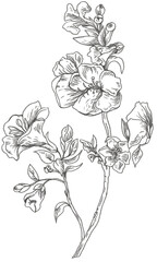 hand drawn sketch of flowers transparent png