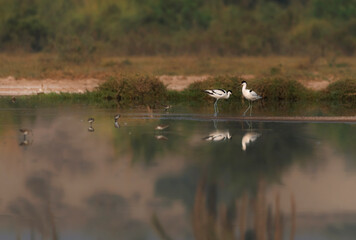 beauitful pictures of avocet in the pond areas The pied avocet is a large black and white wader in...