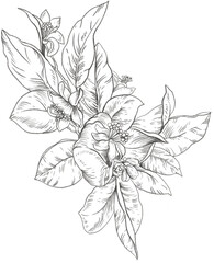 hand drawn flowers transparent png