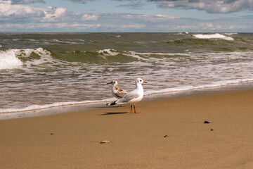 Seagulls on the seashore during a storm. Sandy shore. Baltic seagull.