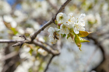 Obraz premium Close up view of working honeybee on white flower of sweet cherry tree. Collecting pollen and nectar to make sweet honey.