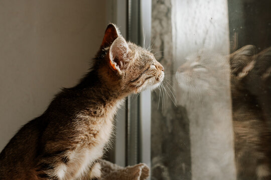 A cute little striped kitten looks out the window. Pet. Reflection of a cat on glass. A cute kitten looks at its reflection in the window.