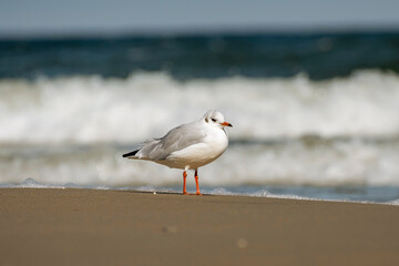 Lonely seagull on the seashore. Sandy shore. Baltic seagull.