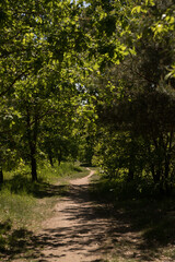 Obraz premium Earth path in the park