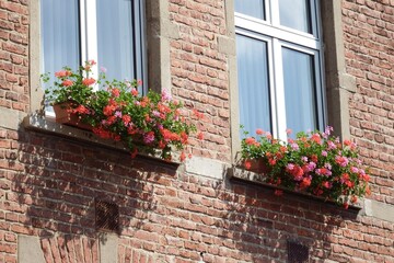 Fototapeta premium window with flowers
