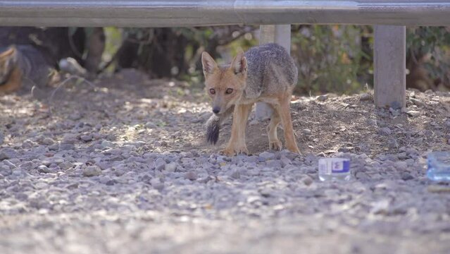 Andean fox Sat On Ground Looking Relaxed Before Getting Spooked And Standing Up. Low Angle