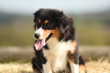 Chien de race berger australien dans la nature