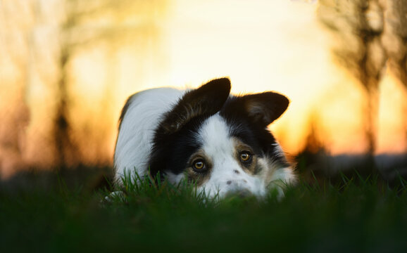 dog on grass