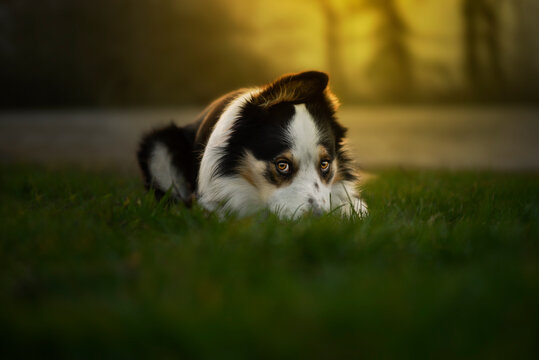 dog on grass