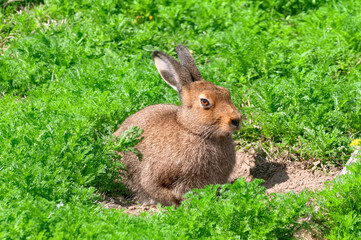 Naklejka na ściany i meble Single brown hare sitting on the green grass under the sun.