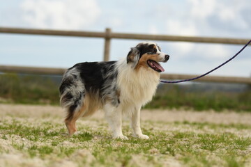 Chien de race berger australien 