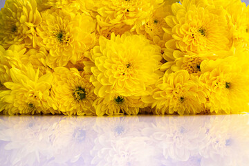 bouquet of yellow chrysanthemums close-up on a white table