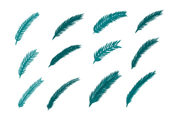 Set of beautiful spruce, fir and pine branches. Design element for Christmas and New Year cards.