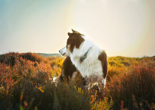 dog