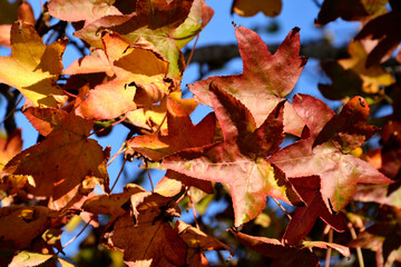 autumn leaves in the forest