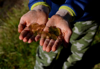 slime colonies with a diameter of up to several centimeters with a distinct green border, which...