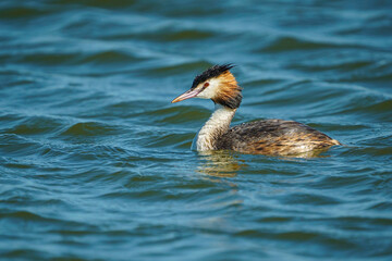 Great Crested Grebe (Podiceps cristatus) swimming in the sea