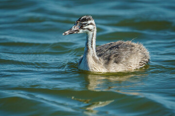 Great Crested Grebe (Podiceps cristatus) swimming in the sea