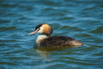 Great Crested Grebe (Podiceps cristatus) swimming in the sea
