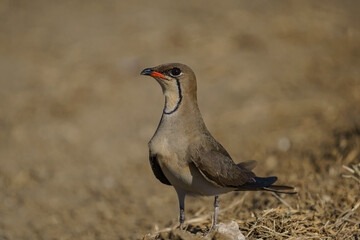 Collared Pratincole (Glareola pratincola) perched on soil