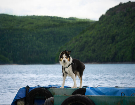dog