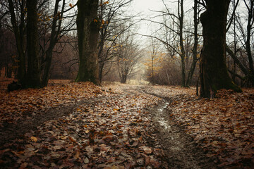 path through the forest on rainy autumn day