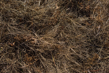 top view dry brown grass