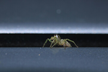 little jumping spider macro photo