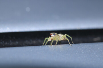 little jumping spider macro photo