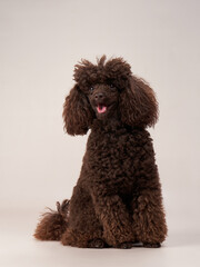 curly little poodle on a beige background. Portrait of a happy pet in the studio