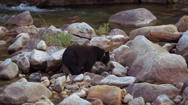 Kings Canyon National Park, California. USA - August 31, 2022: A wild black bear at Roaring River