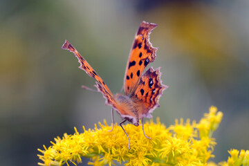 Polygonia c-aureum (Kitateha) butterfly sucking nectar from Tall goldenrod yellow flower branch, Closeup macro photography.