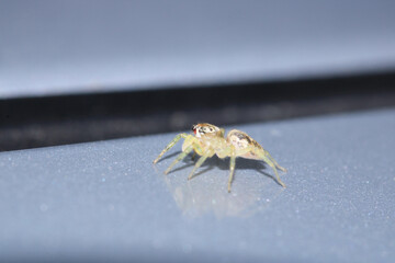 little jumping spider macro photo